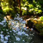 Del Sole - Garden Willa Cernobbio