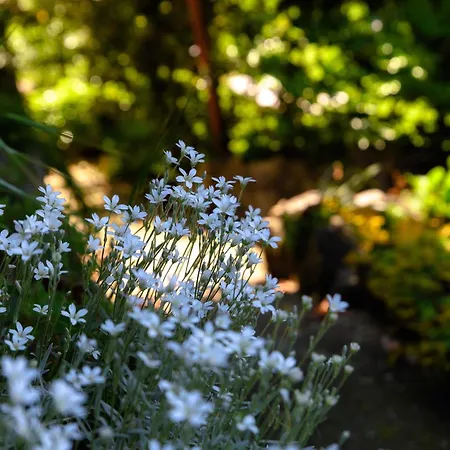 Del Sole - Garden Villa Cernobbio